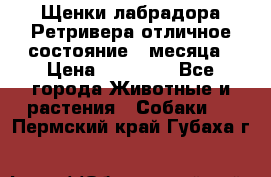 Щенки лабрадора Ретривера отличное состояние 2 месяца › Цена ­ 30 000 - Все города Животные и растения » Собаки   . Пермский край,Губаха г.